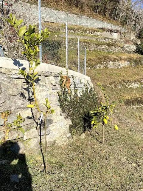 Ca'Gialla Bellinzona Eksteriør bilde